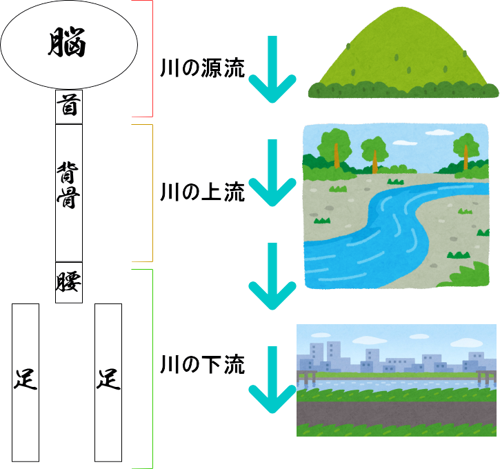 神経の流れ